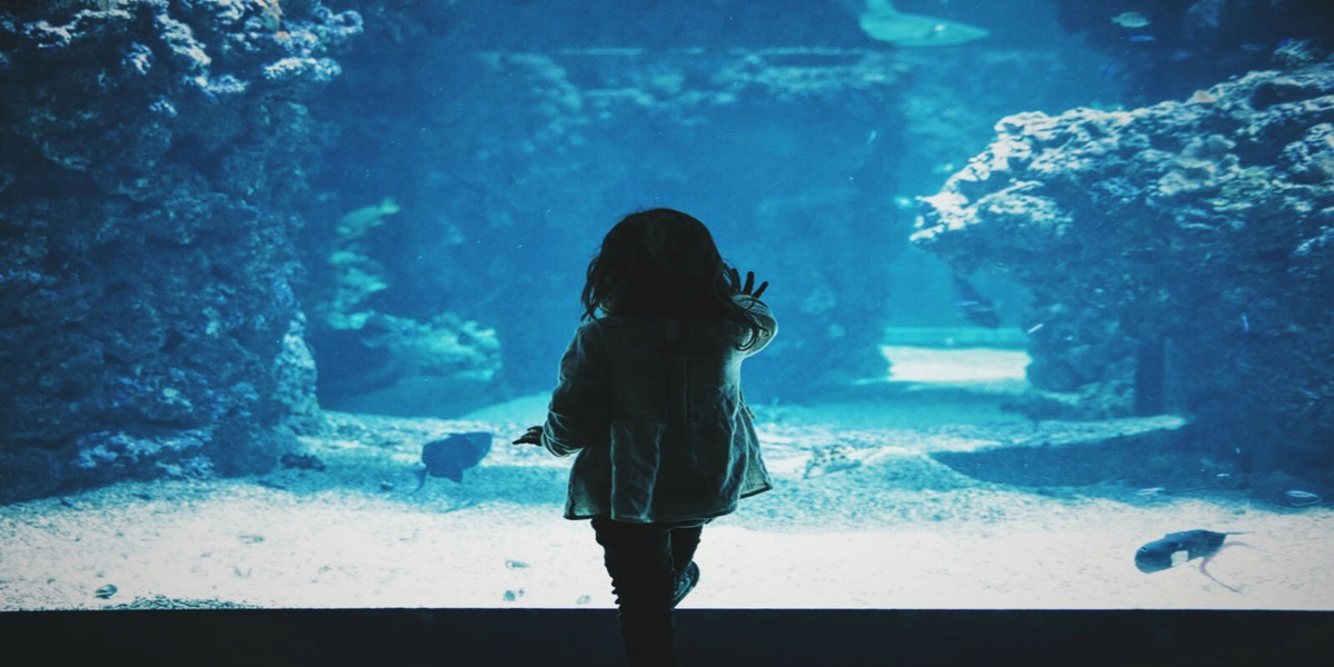 gifts for a child who likes marine life and aquariums